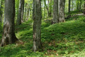 Buchenurwald mit hügeligem Moosboden, Stämme im Nahblick nur etwa in zwei Meter Höhe zu sehen. Foto zu Naturlyrik
